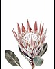 plakaty Plakat "Protea"