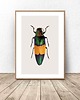 plakaty Plakat na ścianę z wielobarwnym żukiem 50x70 (500mm x 700mm)