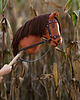 zabawki - inne Hobby Horse + ogłowie + wodze