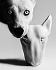 figurki i rzeźby Bull terrier  - akrylowa figurka - KUFA.design
