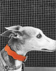smycze i obroże dla psów i kotów New Wave Collar