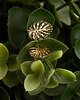 kolczyki złote Kolczyki złote p.585 flora