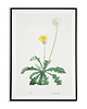 plakaty Plakat botaniczny GRAFIKA Mniszek MLECZ