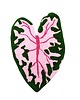 dywany Dywan w kształcie liścia kaladium, Caladium Pink Splash