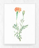 grafiki i ilustracje Plakat kwiaty polne
