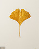 Ozdoby na ścianę Dekoracja Botaniczna. Złoty Liść Miłorząb 30x40cm. Naturalny Dekor Ścienny