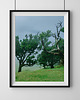 plakaty Las we mgle, Fanal, plakat, fotografia, plik cyfrowy
