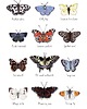 grafiki i ilustracje Pszczoły i trzmiele - grafika na ścianę- ilustracja- kwiaty