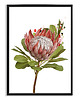 plakaty PLAKAT (poster) KWIAT PROTEA