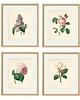 grafiki i ilustracje Rysunek kwiaty grafika motywy kwiatowe magnolia