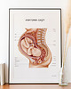 plakaty Plakat Anatomia Ciąży