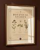 grafiki i ilustracje Vintage grafika botaniczna zioła