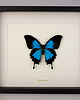 inne Motyl Papilio ulysses w czarnej gablocie