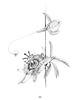 plakaty Plakat  Passiflora caerulea III