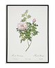 plakaty Rosea ventenatiana - Plakat botaniczny - Retro