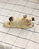 figurki i rzeźby Figurka mały mops. Ceramiczny piesek