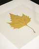 Ozdoby na ścianę Autorski Dekor Botaniczny. Złoty Liść Platan Klonolistny. Rama 25x25cm