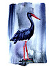 plakaty Plakat Bocian czarny