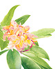 plakaty Plakat  Plumeria