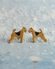 kolczyki ceramiczne Airedale terrier mini pieski- ceramiczne sztyfty
