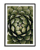 plakaty Plakat Botaniczny - Agawa roślina kwiat
