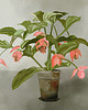 plakaty Plakat Fine Art giclee MEDINILLA