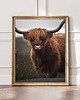 fotografia PLAKAT szkocka krowa  HIGHLANDS Szkocja