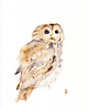 obrazy Oryginalna akwarela. Sowa