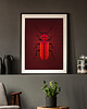 grafiki i ilustracje INSEKTARIUM chrząszcz Zgniotek cynobrowy