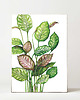 plakaty Plakat Calathea