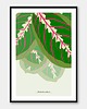 plakaty Plakat Maranta