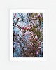 fotografia Magnolia
