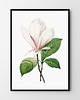 plakaty Plakat Biała magnolia
