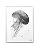 plakaty Plakat Meduza roz. 61x91 cm