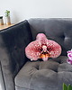 poduszki z grafiką Poduszka Duży Storczyk Orchidea Phalaenopsis