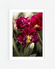 fotografia Tulipany I