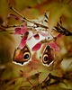 kolczyki - inne Kolczyki motyle rusałka pawik