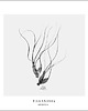 plakaty MEDUSA OPLĄTWA print { 50x50 cm }