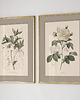 plakaty Autorskie Ilustracje botaniczne 50x70 cm