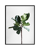 plakaty Plakat - Ficus 30x40
