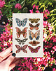 kartki okolicznościowe - wydruki Kartka motyle, kartka okolicznościowa, pocztówka kwiaty, karta botaniczna