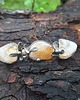 spinki i klamry do włosów Cytrynowa - klamra do włosów