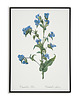 plakaty Commelina tuberosa - Plakat botaniczny - Retro