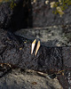 wisiory ONE EDGE LONG / satin GOLD EARRINGS