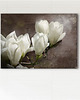 obrazy Obraz - Magnolia - wydruk na płótnie