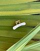 spinki i klamry do włosów Spinka  SMALL GRACE w kolorze Pearl