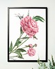 grafiki i ilustracje Piwonie 50x70 - grafika botaniczna