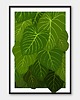 plakaty Plakat Roślina - FILODENDRON
