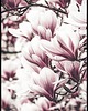 plakaty Plakat "Magnolia"