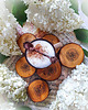 podkładki do kuchni Podkładki z Czeremchy Drewniane podkładki pod kubek Wood Coasters 6 sztuk